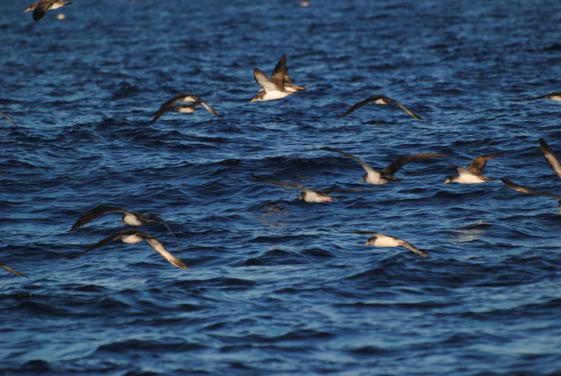 Isole Azzorre - Identificazione alcuni uccelli